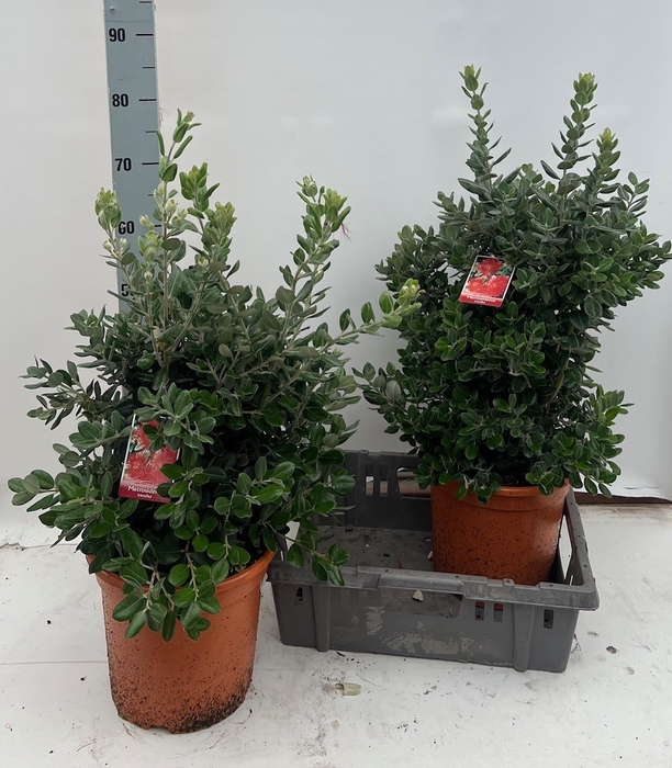 <h4>METROSIDEROS EXCELSA</h4>