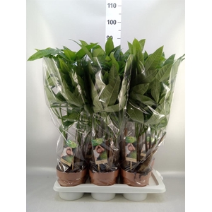 Pachira aquatica