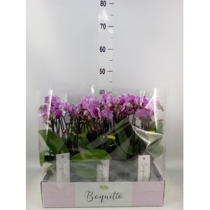 Phalaenopsis multi.   ...lilac
