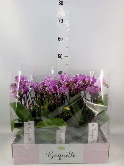 <h4>Phalaenopsis multi.   ...lilac</h4>