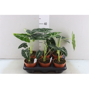 Alocasia Frydek