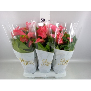 Anthurium  'FC Romantico'