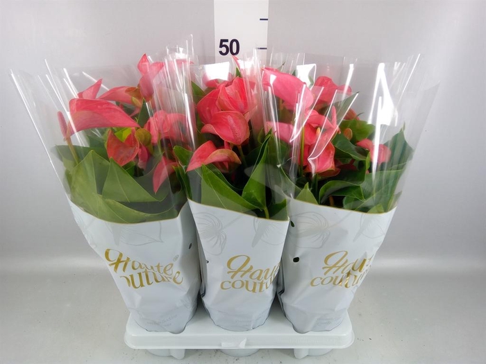 <h4>Anthurium  'FC Romantico'</h4>