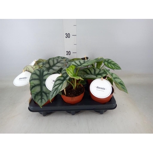 Alocasia   ...