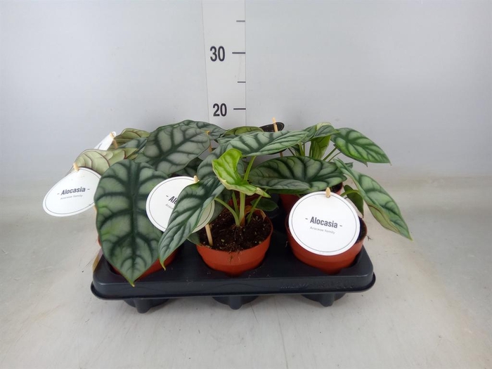 <h4>Alocasia   ...</h4>