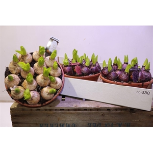 Hyacin Pear Gem 3 Kl