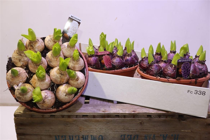 <h4>Hyacin Pear Gem 3 Kl</h4>