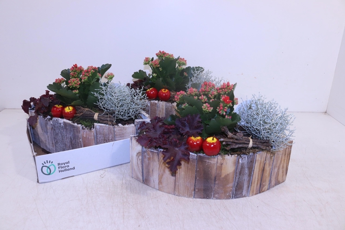 <h4>ARR TUINPLANTEN</h4>