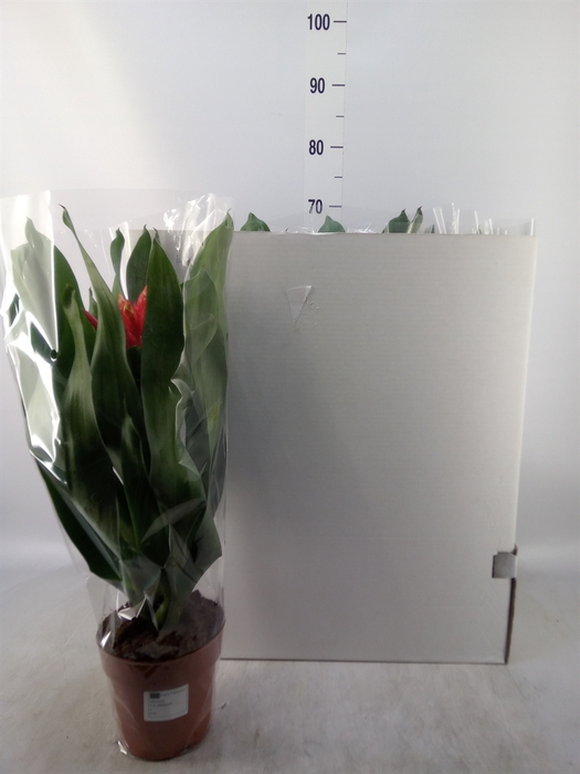 <h4>Aechmea  'Rozanne Elegant Red'</h4>