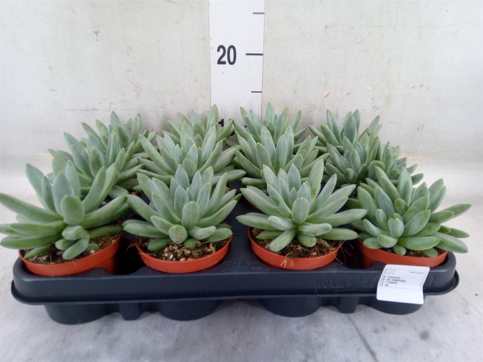 <h4>Echeveria hookeri</h4>