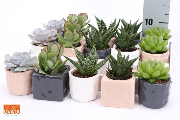 <h4>SUCC GEM 5 SRT</h4>