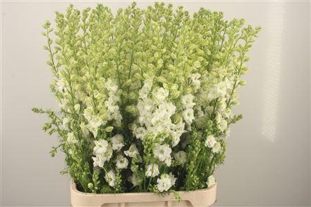 <h4>Delph Rids White</h4>