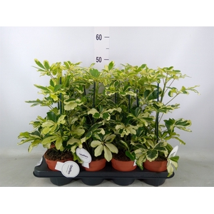 Schefflera arbor. 'Charlotte'