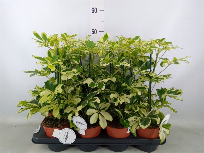 <h4>Schefflera arbor. 'Charlotte'</h4>
