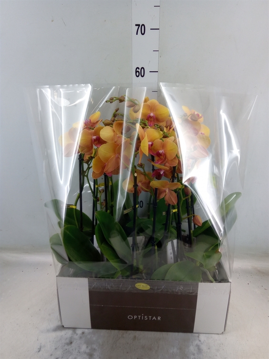 <h4>Phalaenopsis   ...orange</h4>