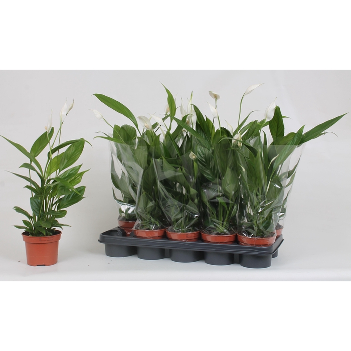 <h4>SPATH ALANA</h4>