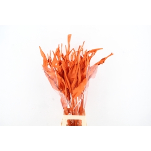 DF Strelitzia Leaf Orange