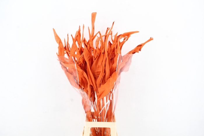 <h4>DF Strelitzia Leaf Orange</h4>