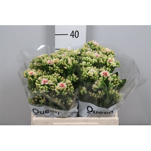 Kal White/pink