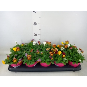 Viola corn. Evo Mini Mixmasters Veg