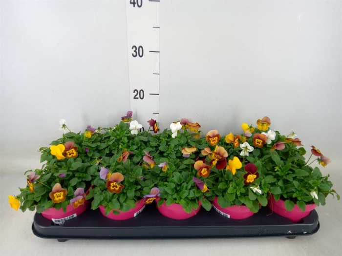 <h4>Viola corn. Evo Mini Mixmasters Veg</h4>