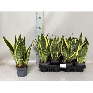 Sansevieria trif. Futura Superba