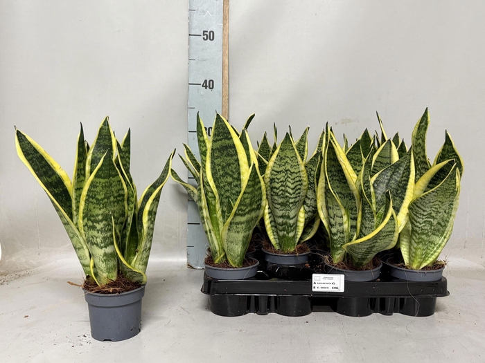 <h4>Sansevieria trif. Futura Superba</h4>
