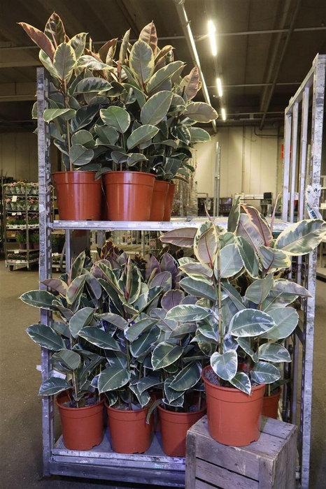 <h4>Fic El Tineke</h4>