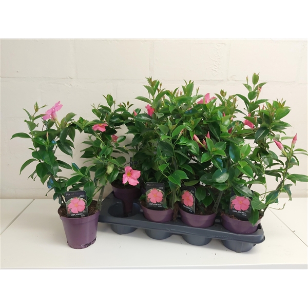 Mandevilla Dipladenia Pretty Beauty Rose
