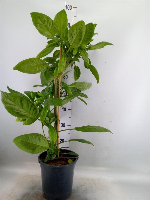 <h4>Brugmansia   ...</h4>