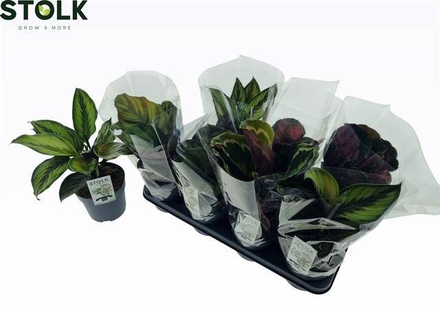 <h4>Calathea gemengd 4 soorten</h4>