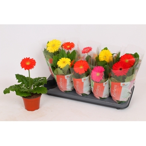 Gerbera Colourgame basic line (25-33 1 bloem)