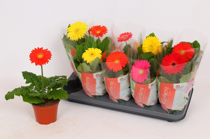 <h4>Gerbera Colourgame basic line (25-33 1 bloem)</h4>