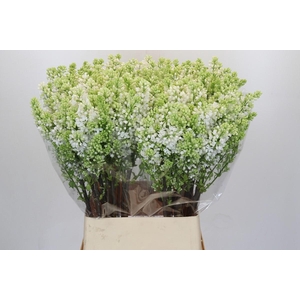 Lilac Vulg Madame Florent Stepman