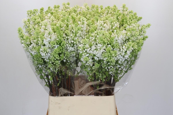 <h4>Lilac Vulg Madame Florent Stepman</h4>