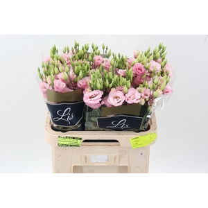 Eus G Lisanne L Pink