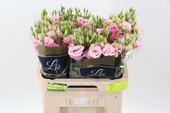 <h4>Eus G Lisanne L Pink</h4>