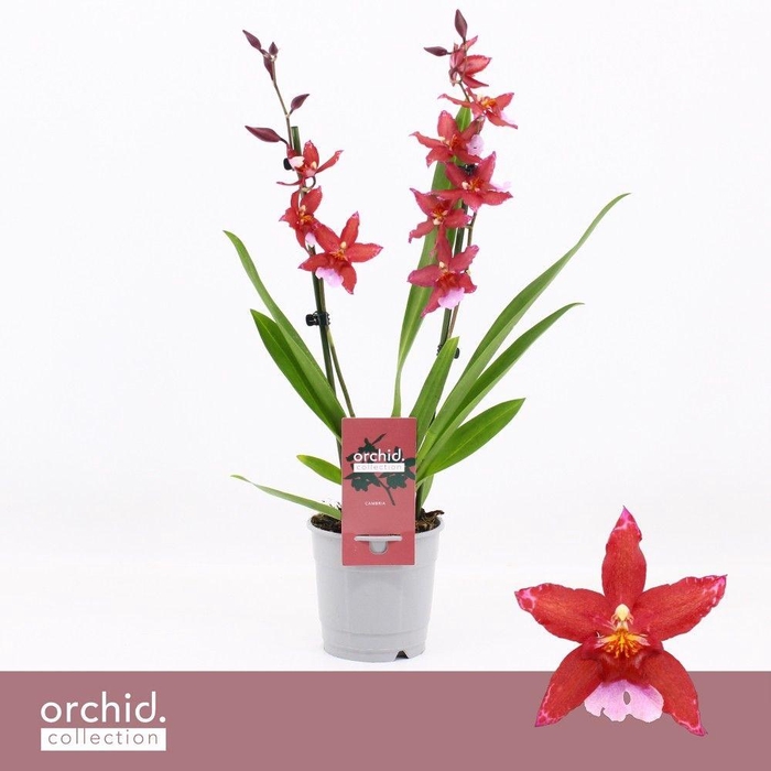 <h4>Cambria, Crimson Star 2-spike 'Orchid Collection'</h4>