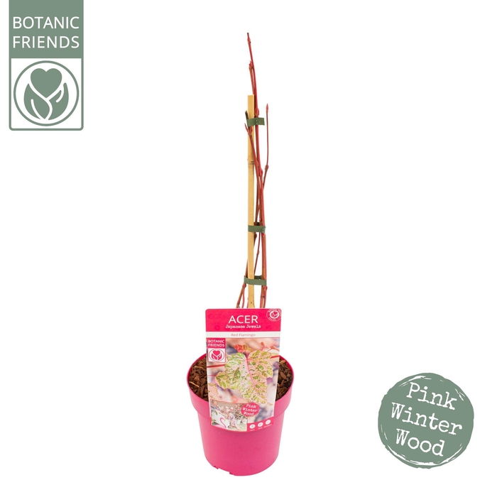 <h4>Acer conspicuum 'Red Flamingo'</h4>