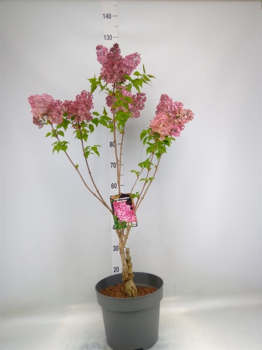 <h4>Syringa   ...</h4>