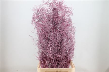 <h4>Asparagus Wild Pink</h4>