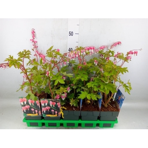 Dicentra spectabilis