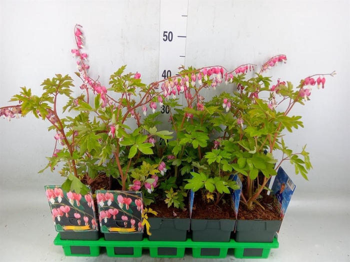 <h4>Dicentra spectabilis</h4>