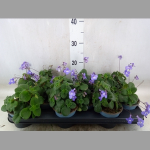Streptocarpus saxorum