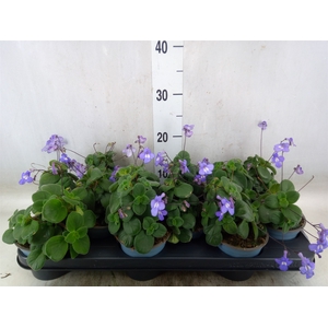 Streptocarpus saxorum