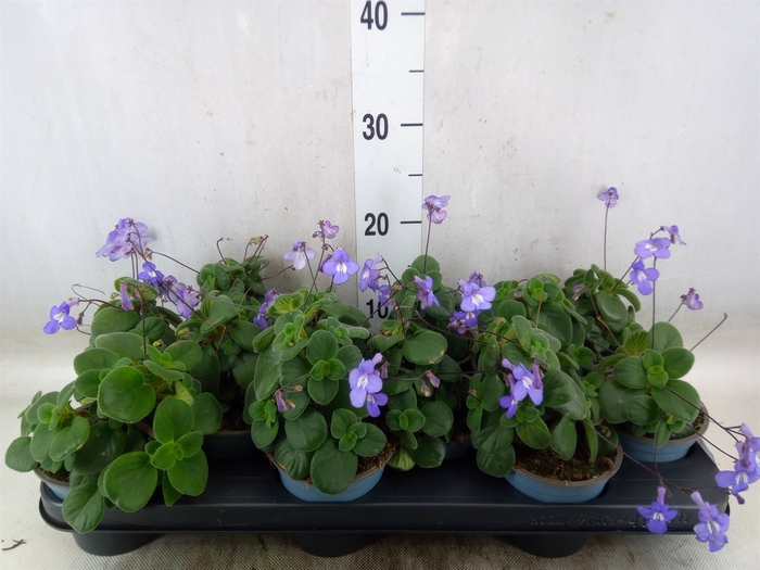 <h4>Streptocarpus saxorum</h4>