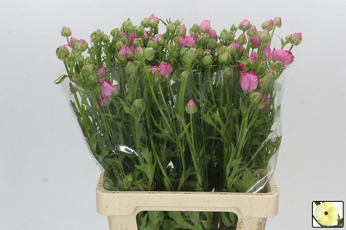 <h4>RAN N MODERNA DOLCE</h4>