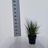 Molinia caerulea