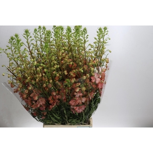 Delph Db Elatum Princess Caroline