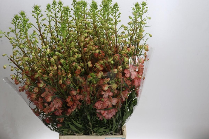 <h4>Delph Db Elatum Princess Caroline</h4>